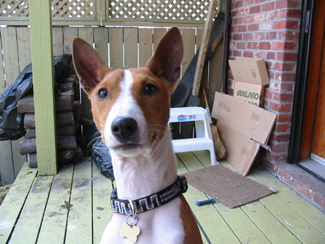 My dog Scooby. Photo by Martine Pagé.